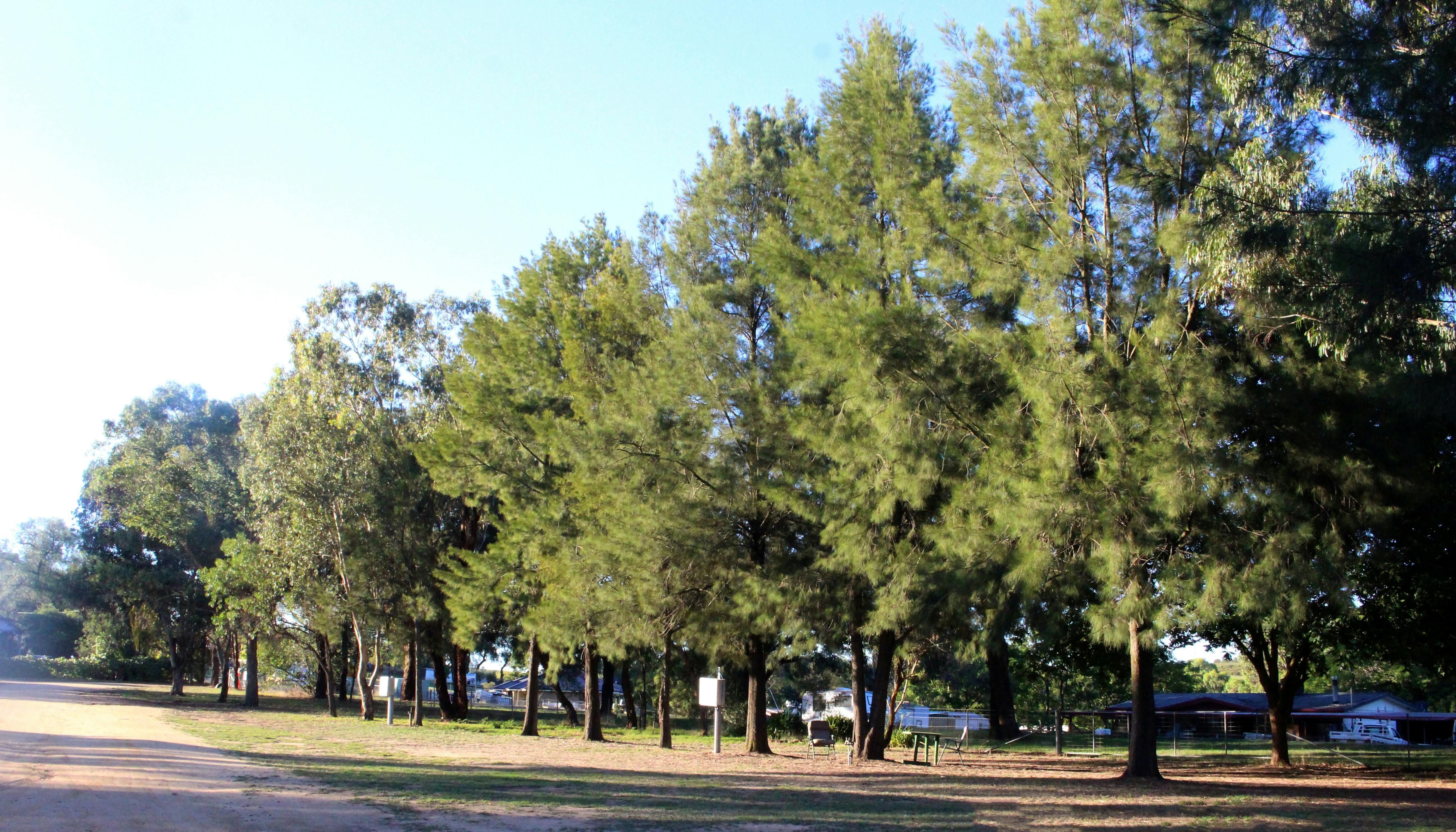 campgrounds at wombat