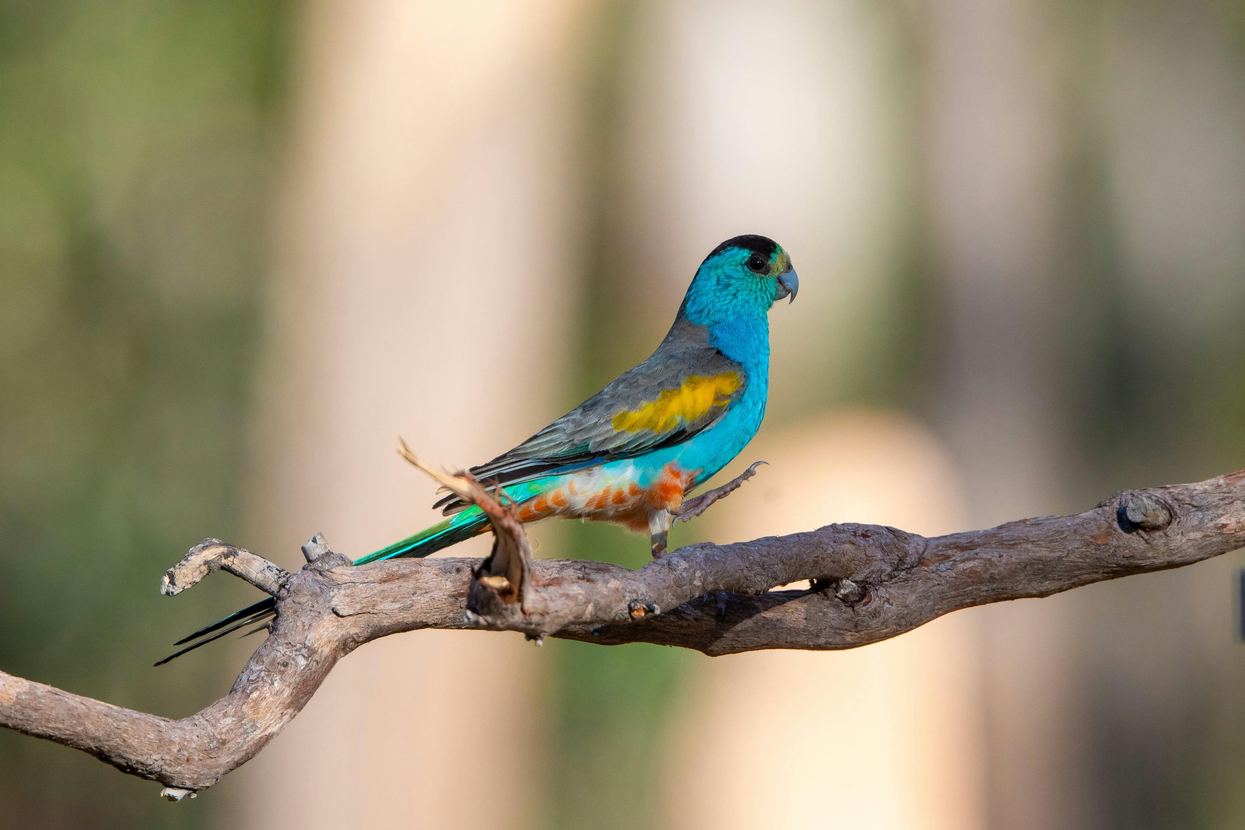 Cape York: Drive in Fly Out (DIFO)