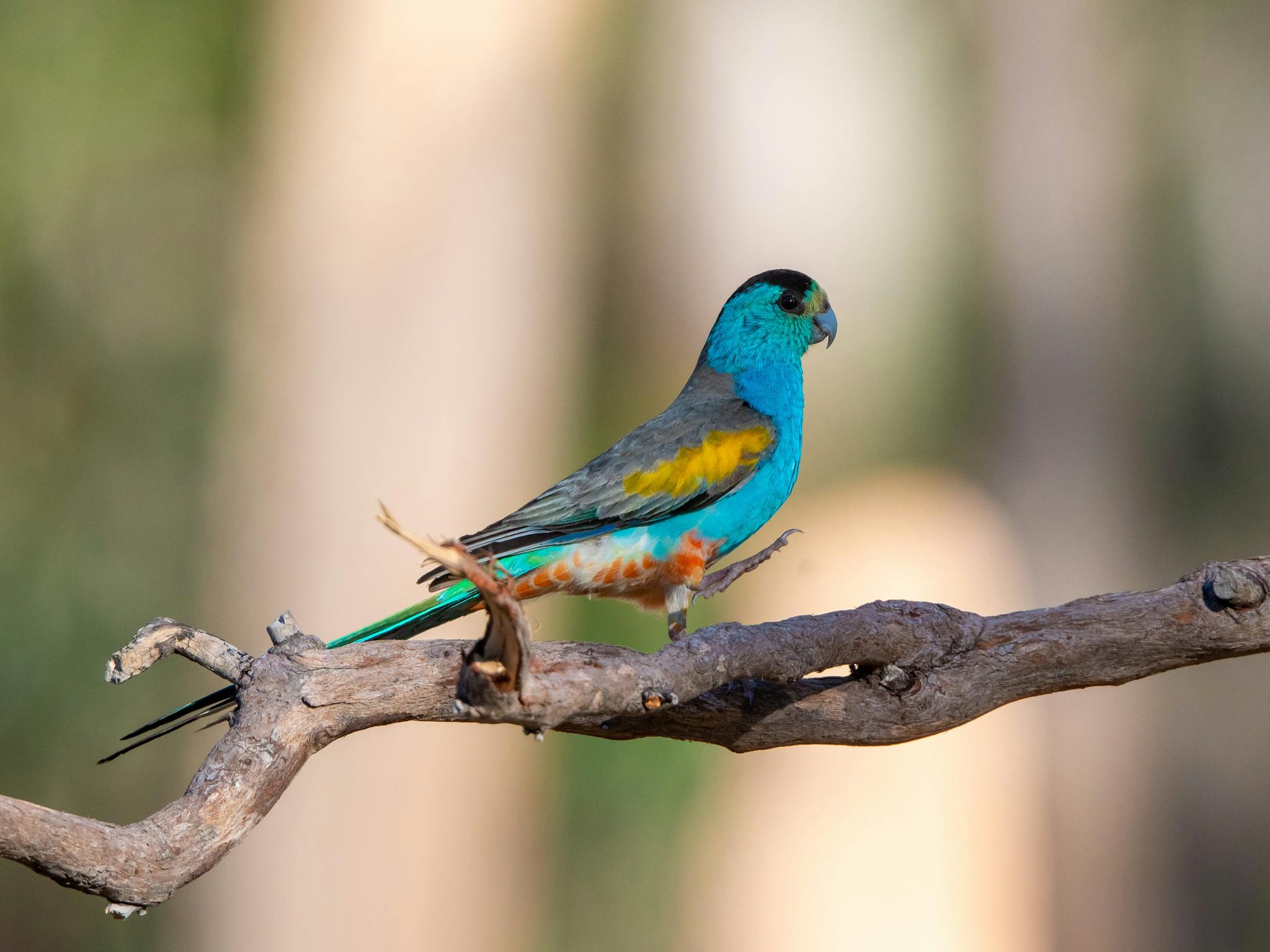 Golden-shouldered Parrot (Psephotellus chrysopterygius) walking along a branch Golden-shouldered Parrot (Psephotellus chrysopterygius) walking along a branch