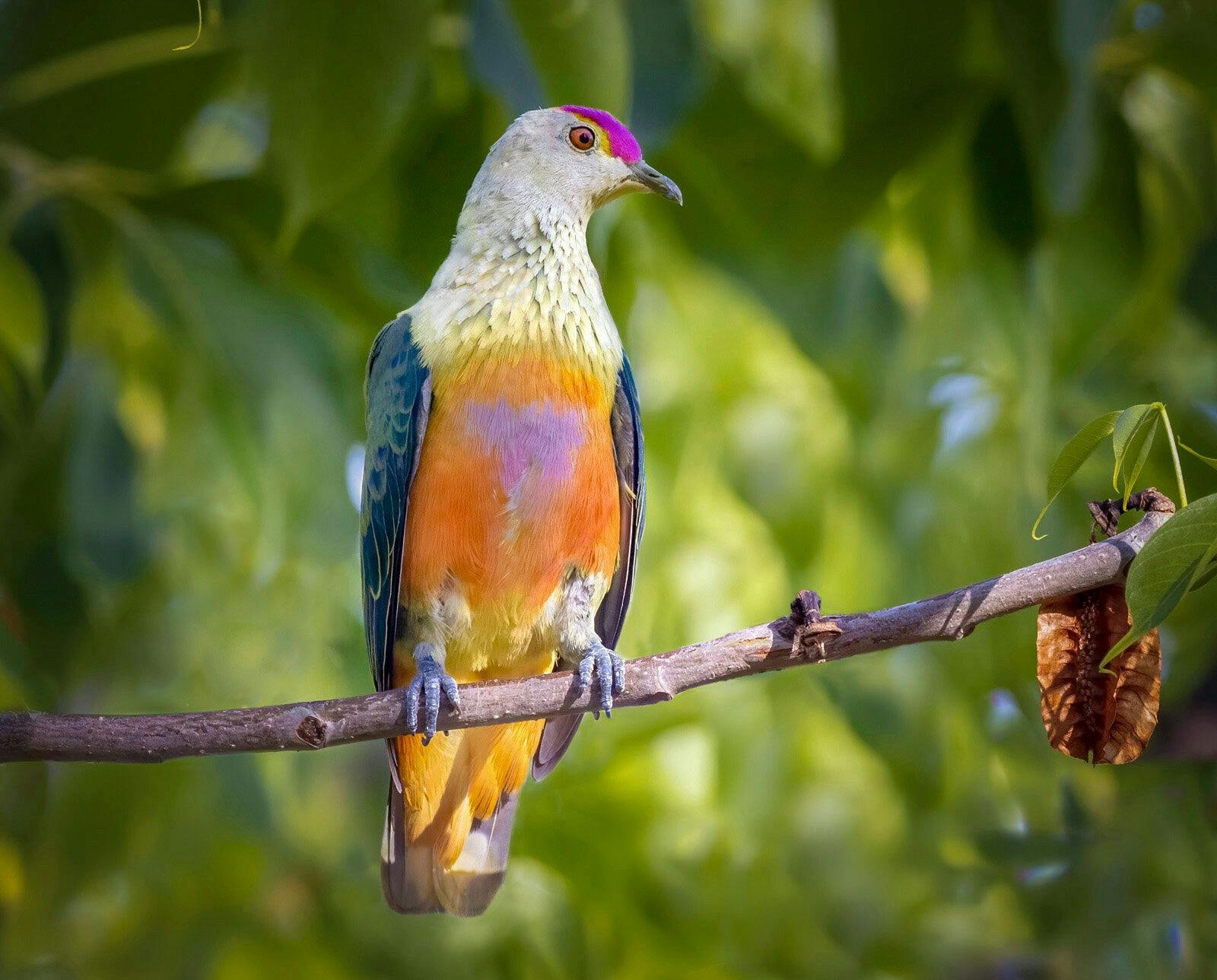 Rose-crowned Fruit Dove, Ptilinopus regina, at Fogg Dam, east of Darwin, Northern Territory
