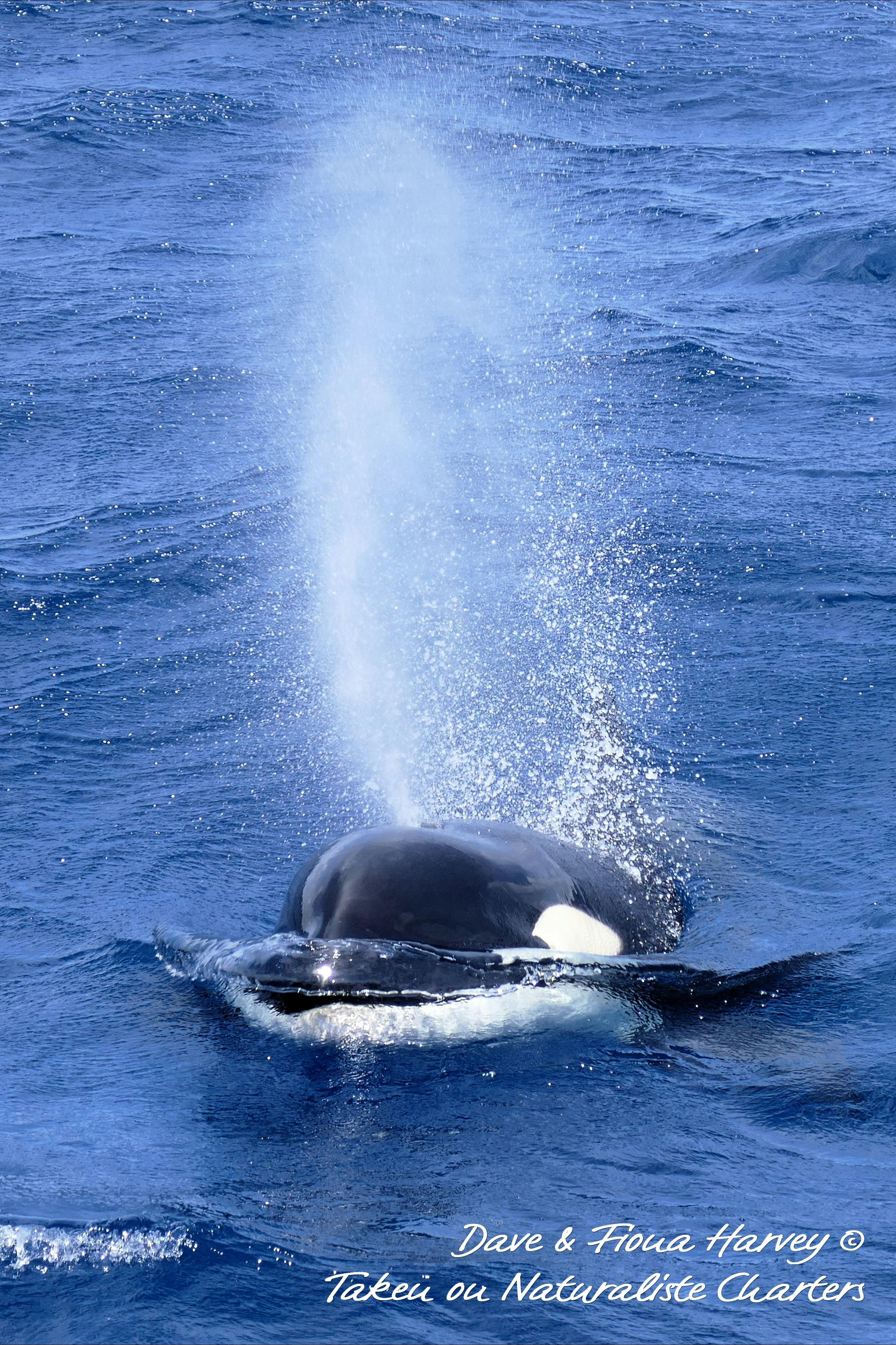Naturaliste Charters, Dunsborough, Western Australia