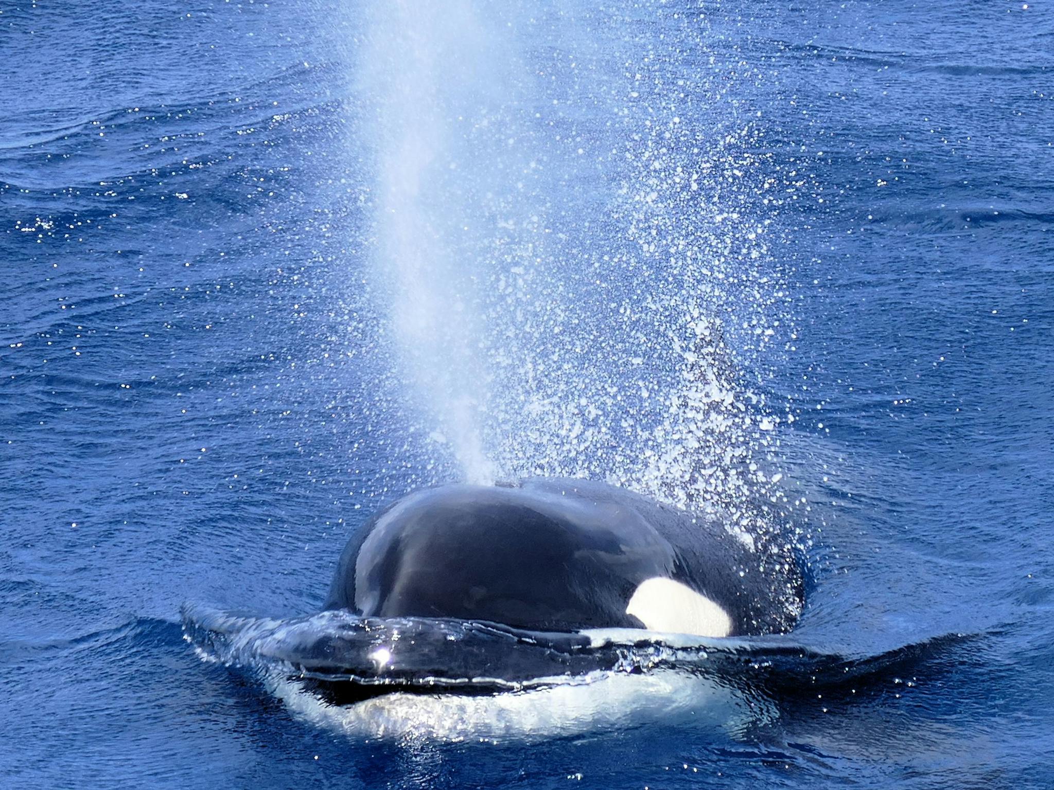 Naturaliste Charters, Dunsborough, Western Australia