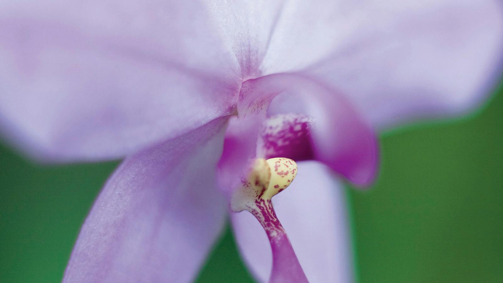 Mackay Orchid House