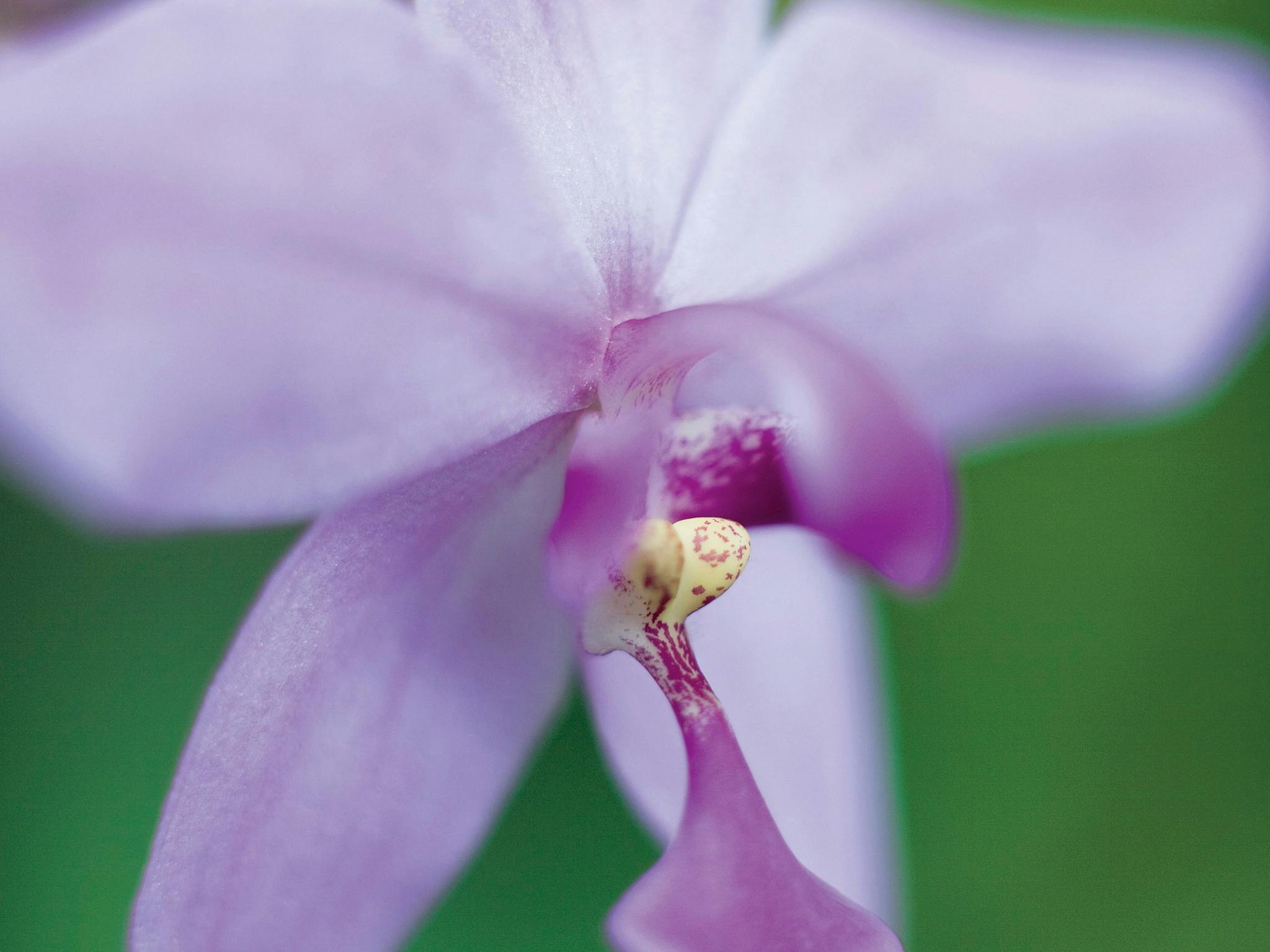 Mackay Orchid House Mackay Orchid House