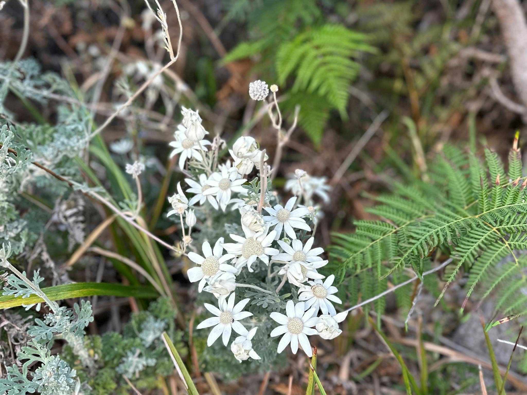 South Ballina Beach Flora
