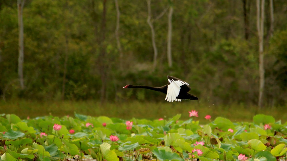 Black swan flying over the wetlands