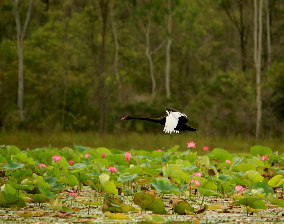 Black swan flying over the wetlands