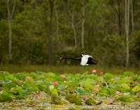 Black swan flying over the wetlands