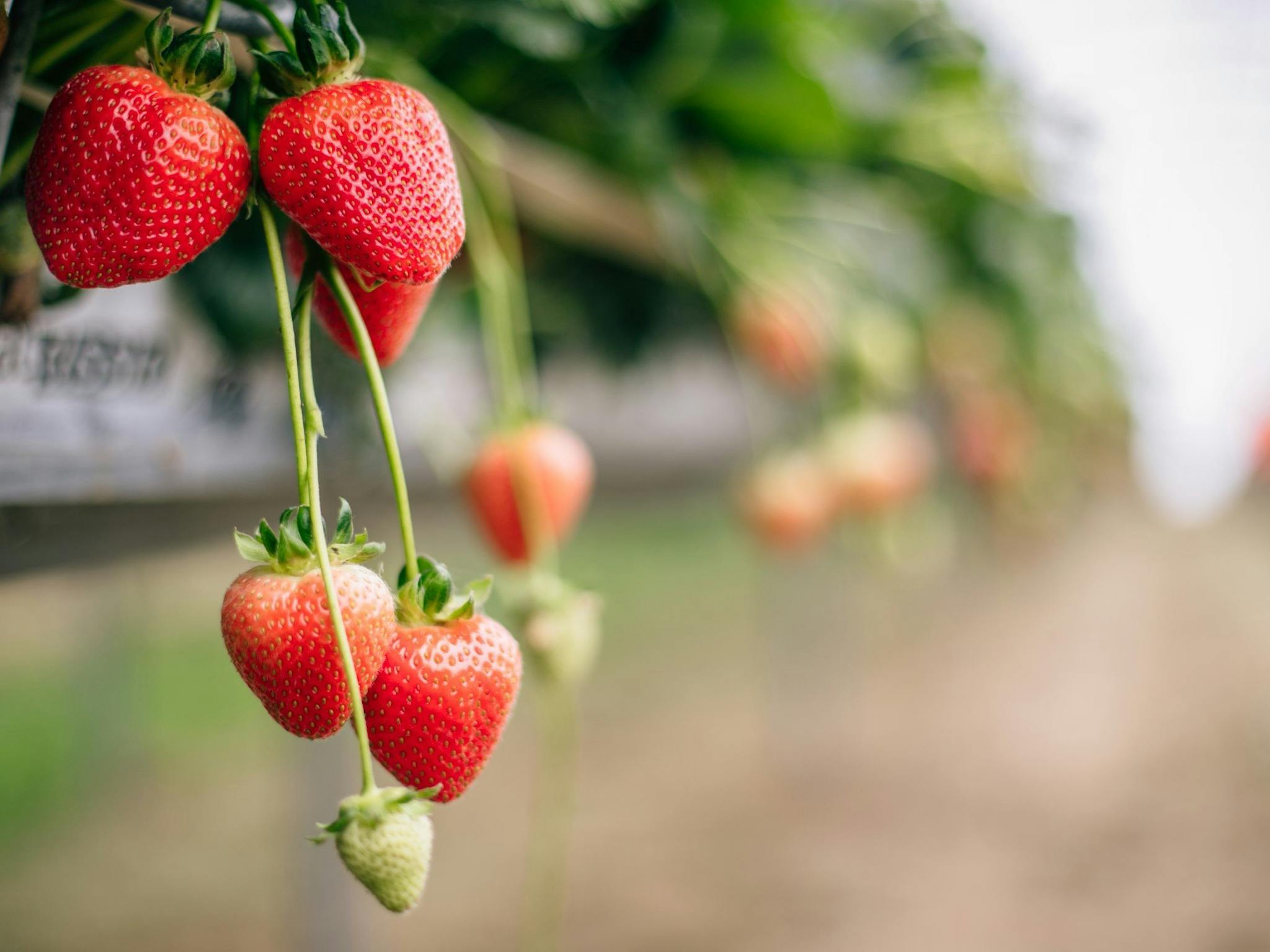 Close up of ripe strawberries ready to be picked.