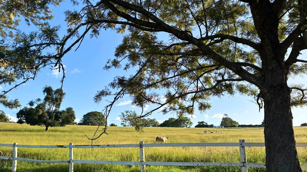 White timber fence framing open paddocks with grazing cattle under wide blue skies.