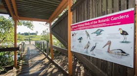 Birds of the Mackay Botanic Gardens