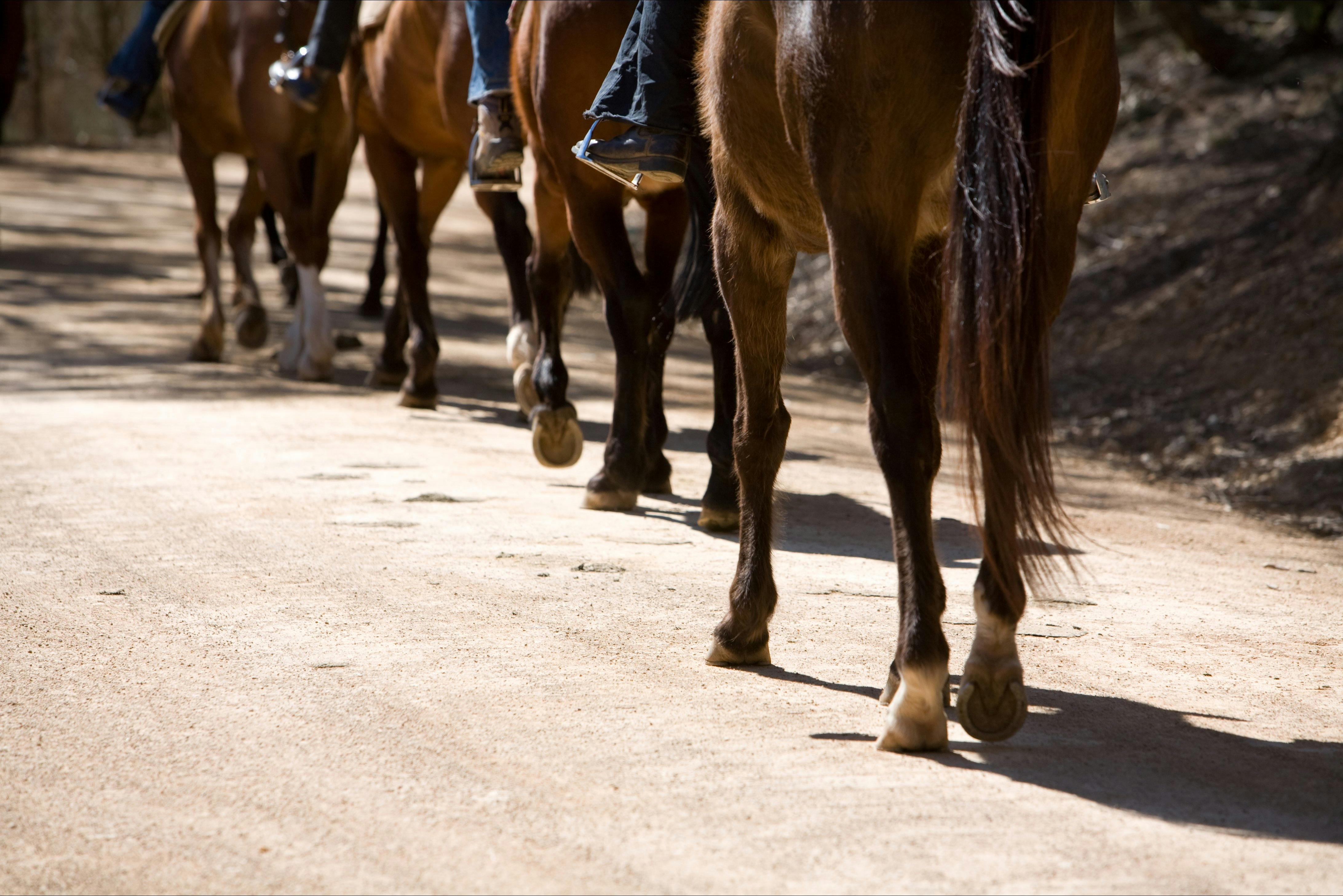 Rides are organised to your skill level.
