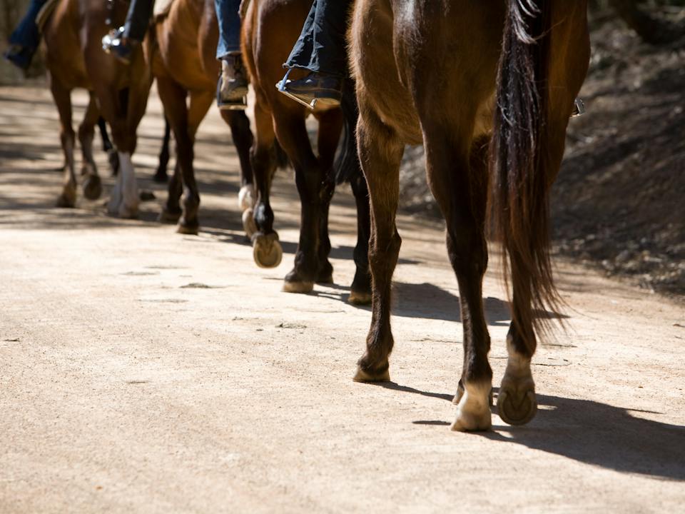 Trail rides are fun for the whole family!