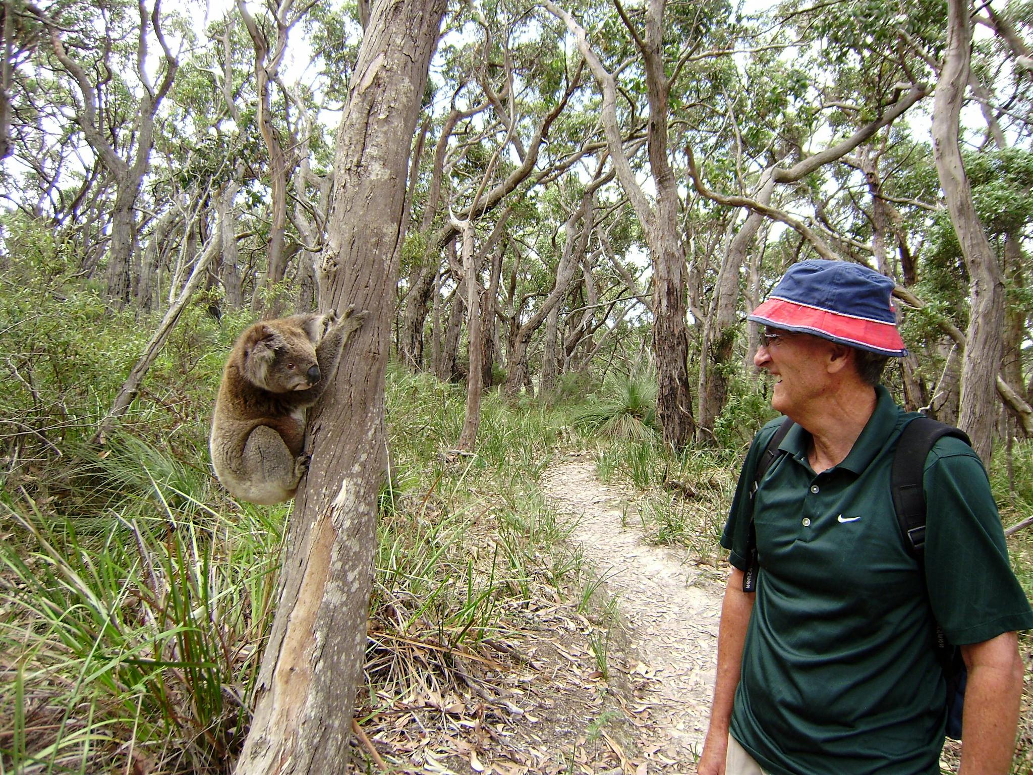 Koalas up close and personal