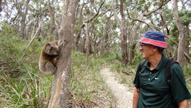 Koalas up close and personal