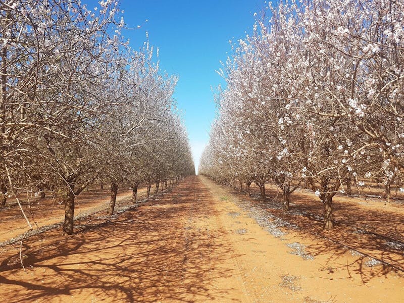 Image for Mallee Almond Blossom Festival