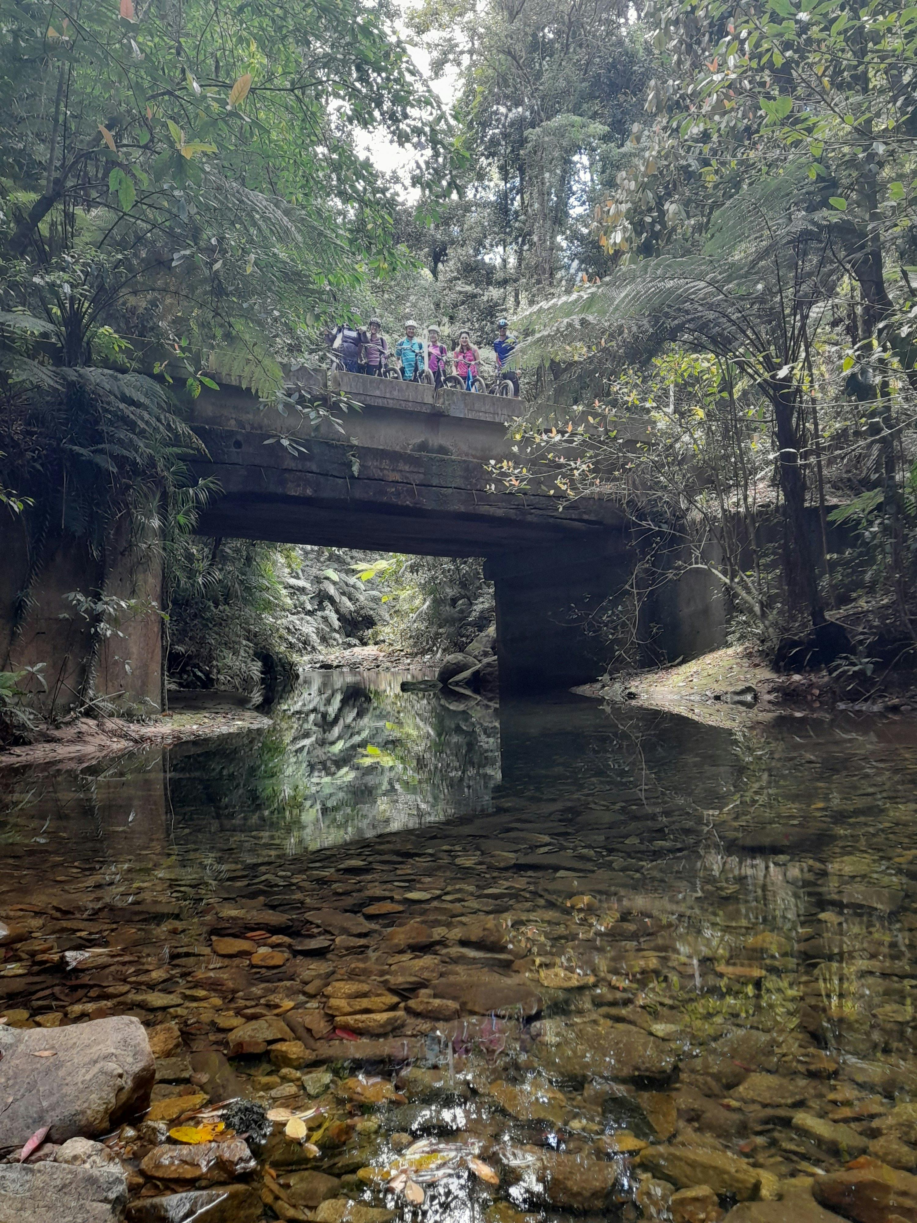 Rainforest creek