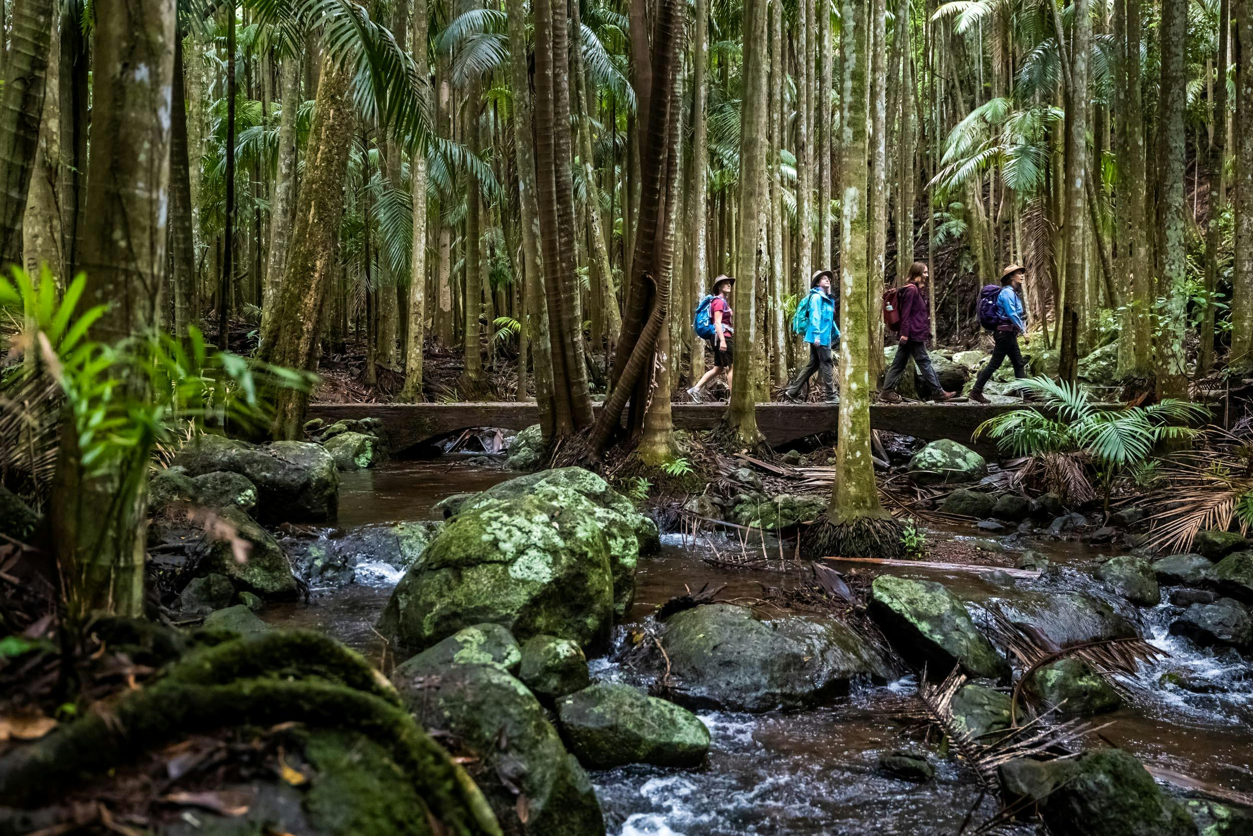 Sandy Creek Circuit Tamborine National Park