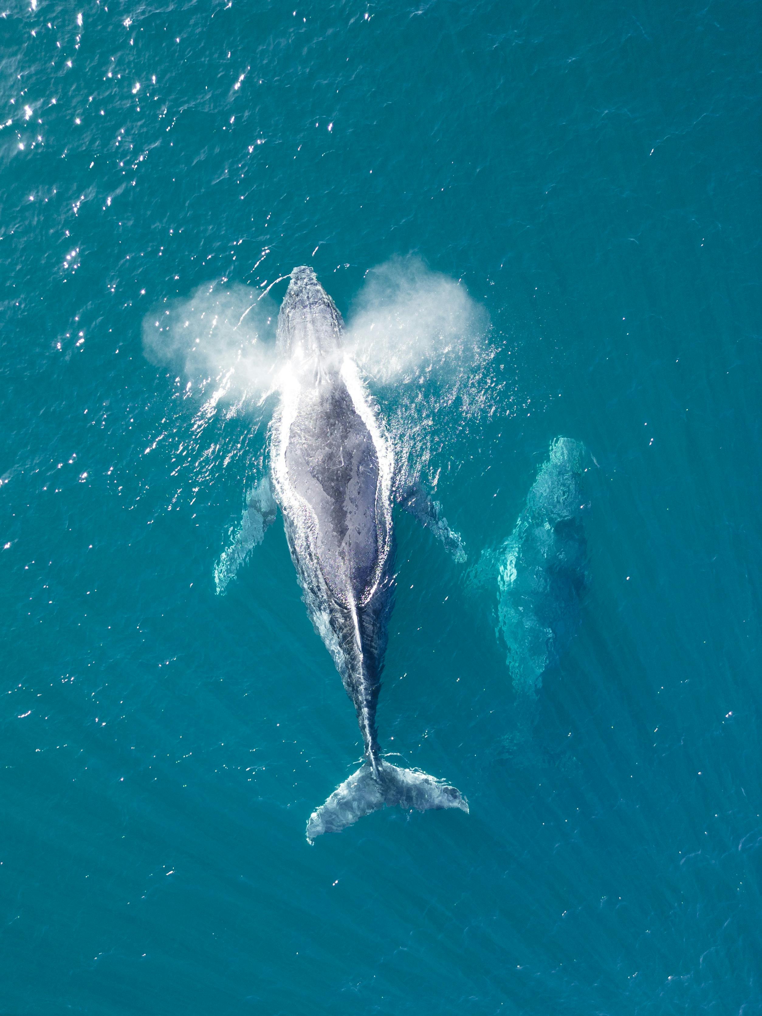 Humpback whales migrating along the Ballina coastline