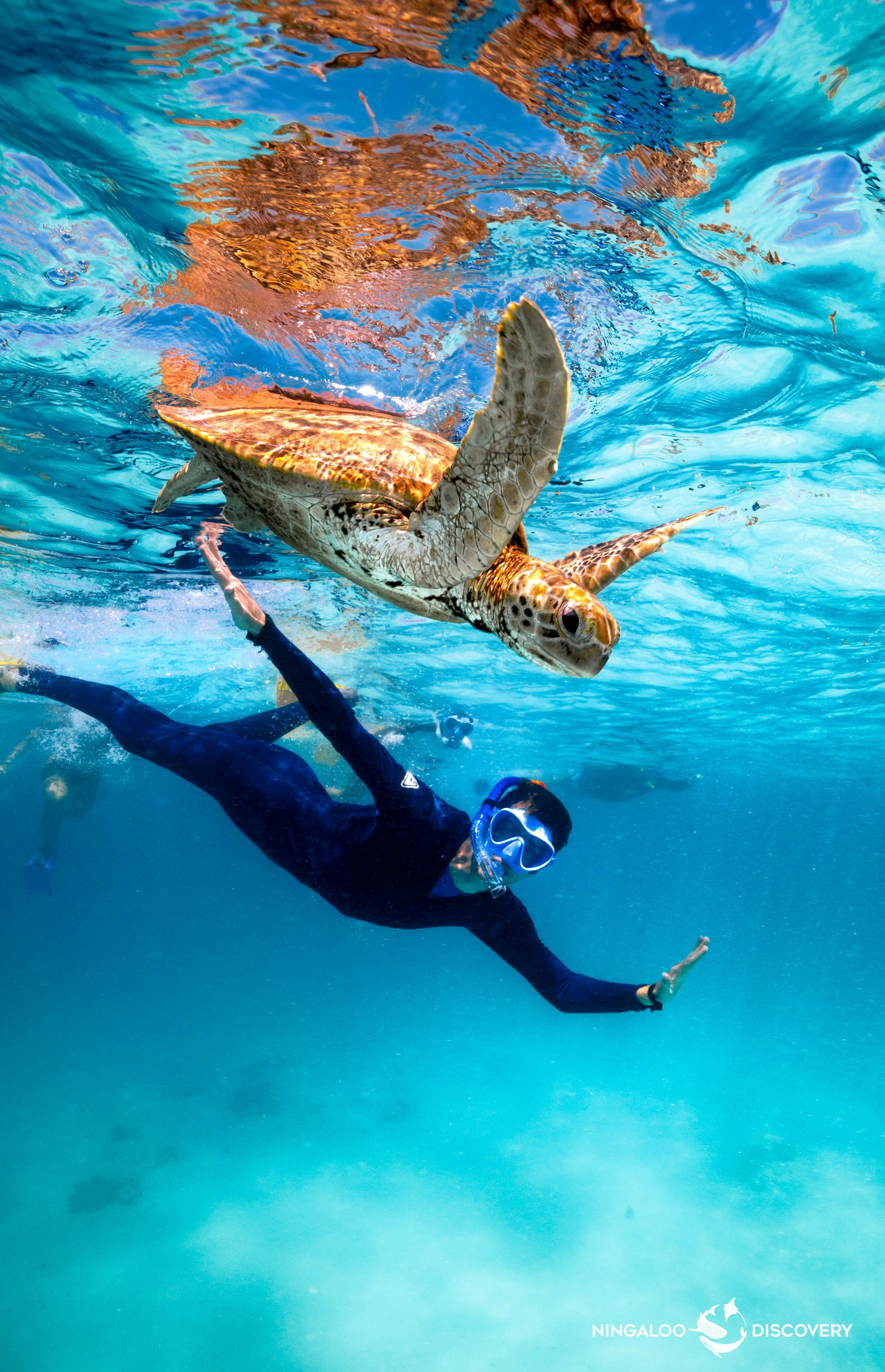 Snorkeller and Turtle