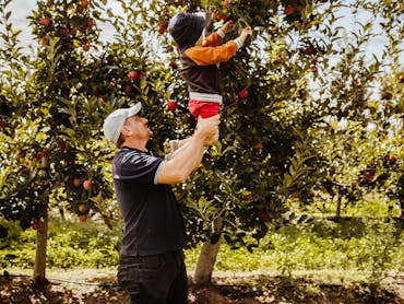 Pick your own apples