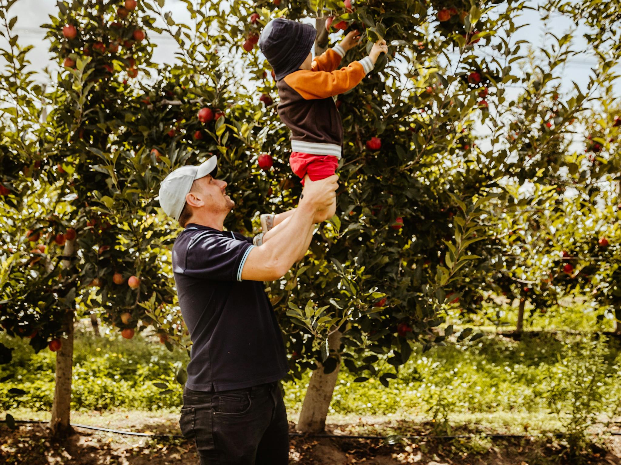 Pick your own apples Pick your own apples