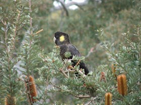 blakc cockatoos at SInclairs Gully