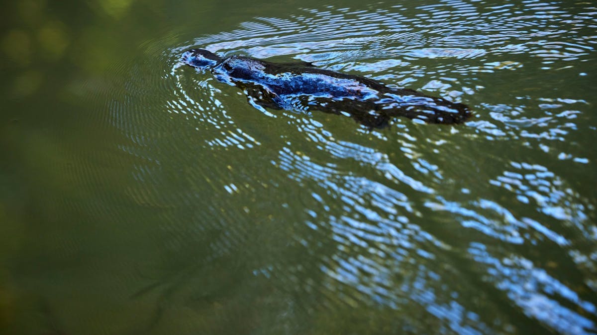 Platypus