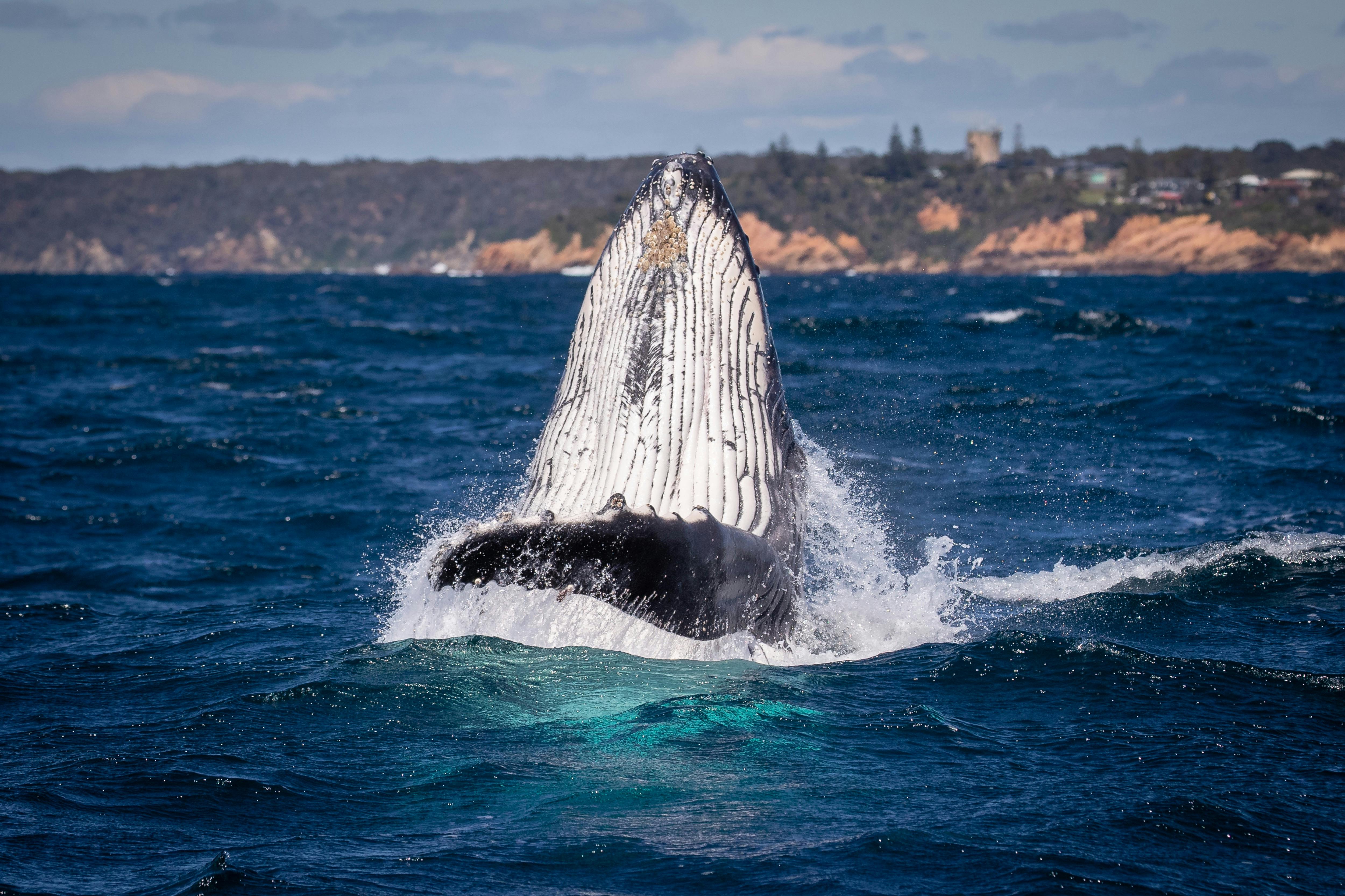 Whale off Bermagui taken whilst on Bermagui Whale Watching Cruise, Sapphire Coastal Adventures 2021