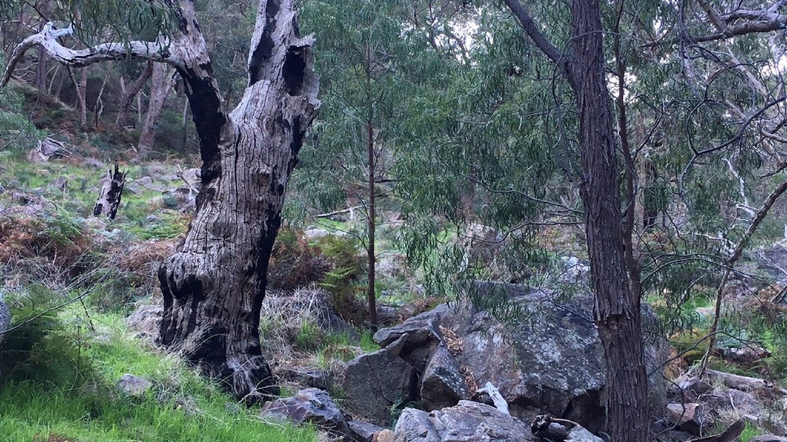 Warby Ovens National Park