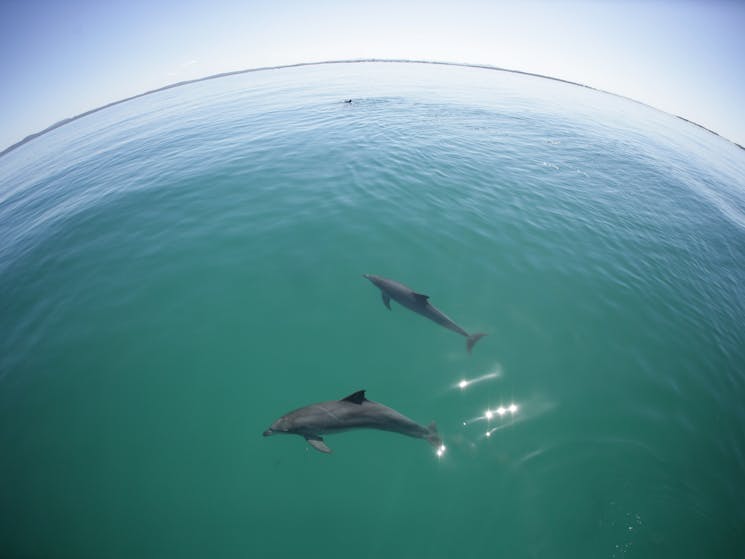 Dolphin tour Port Stephens