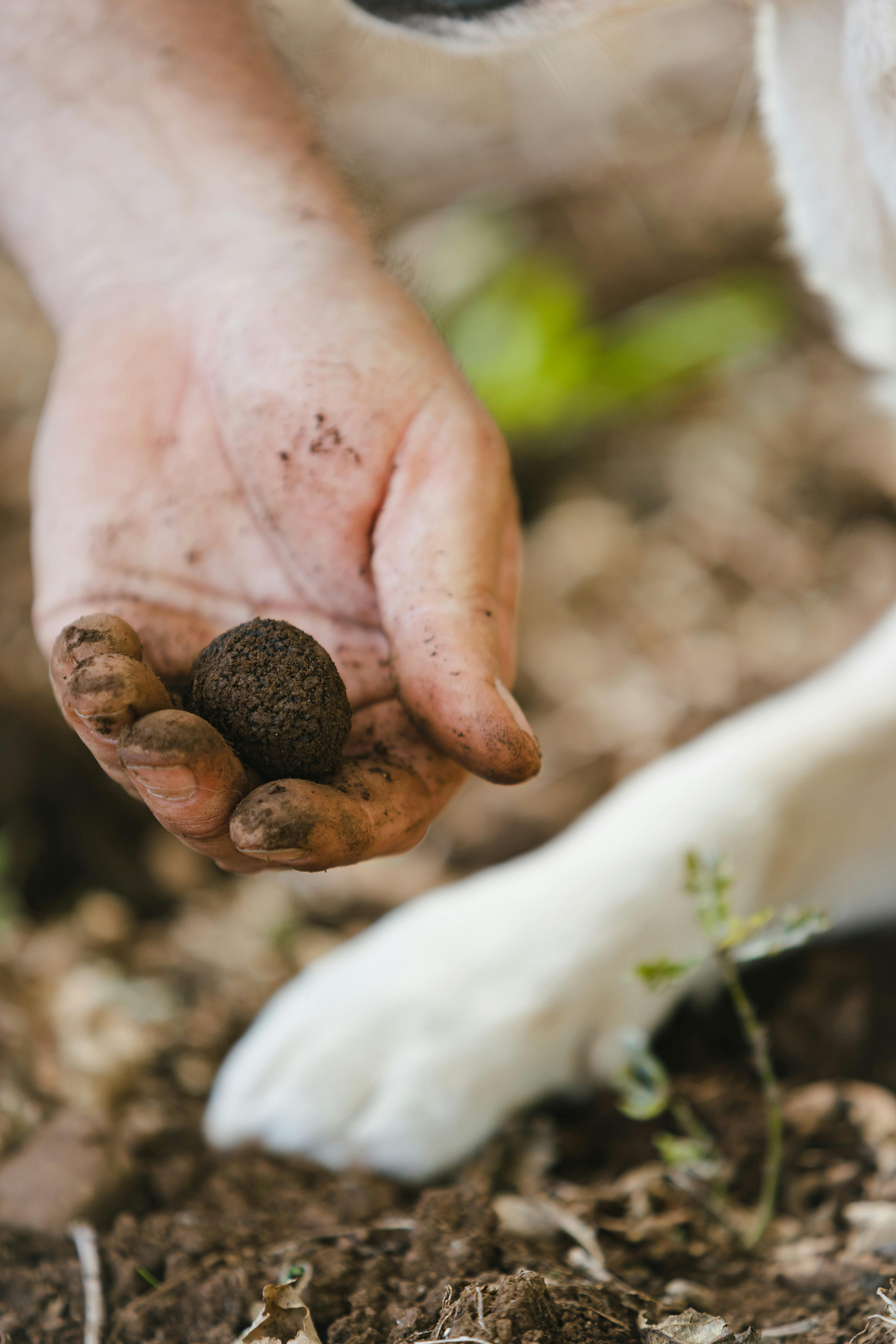 Truffles of Tasmania Food and drink Discover Tasmania