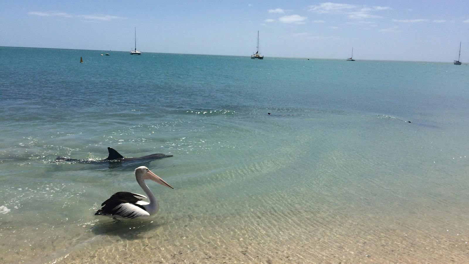 Race between Dolphins and Pelican