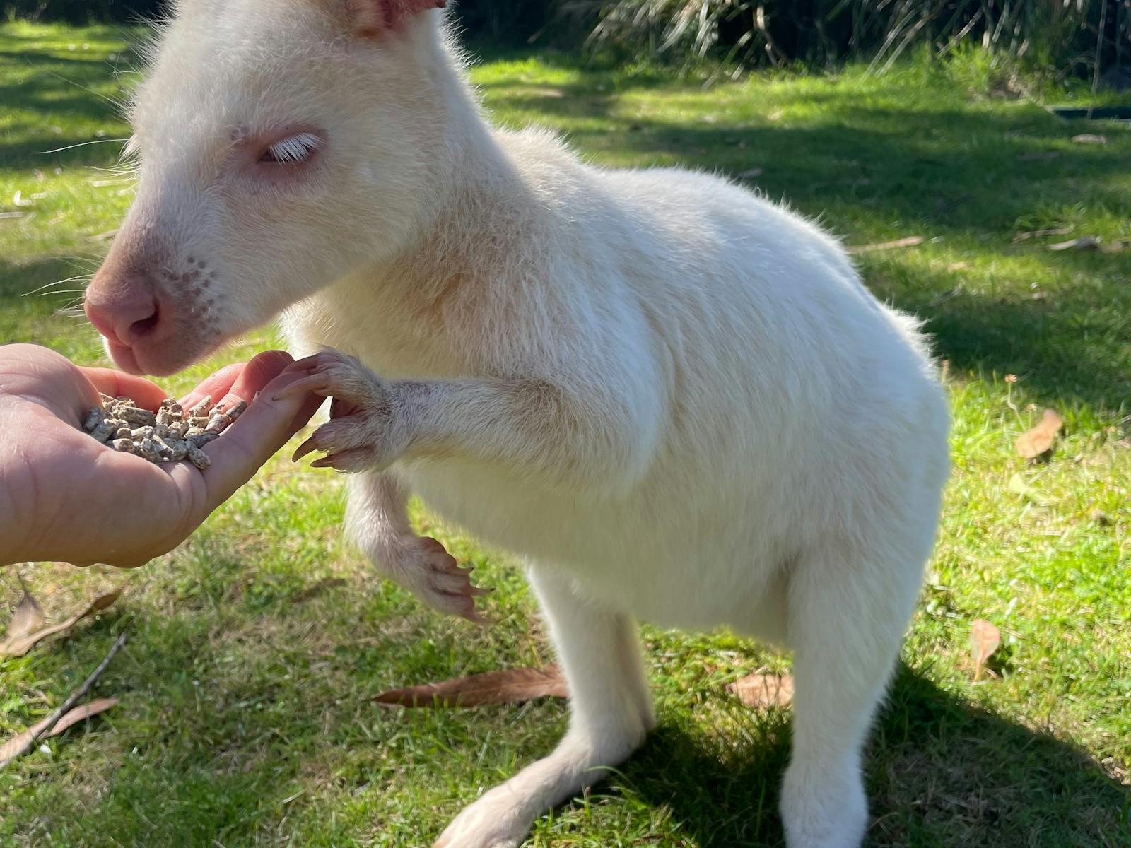 Hand feed albino wallabies