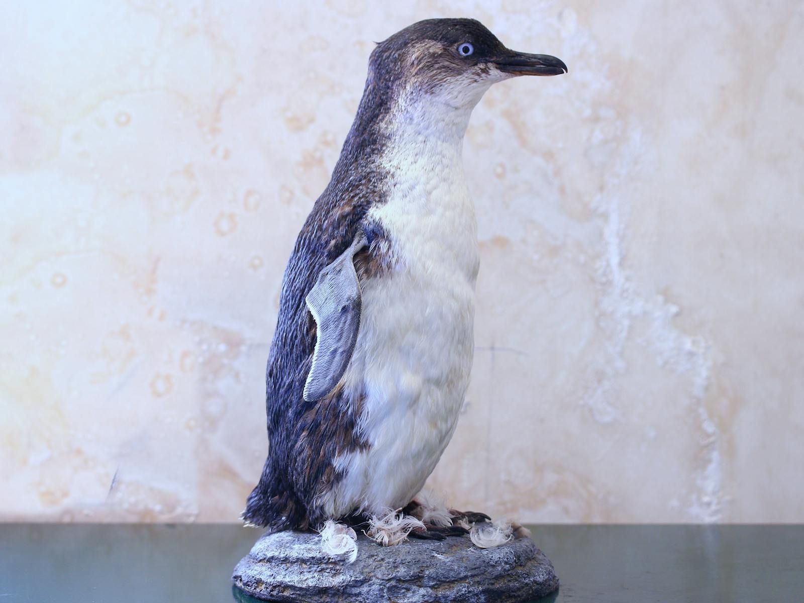 "Des" the Little Blue Penguin