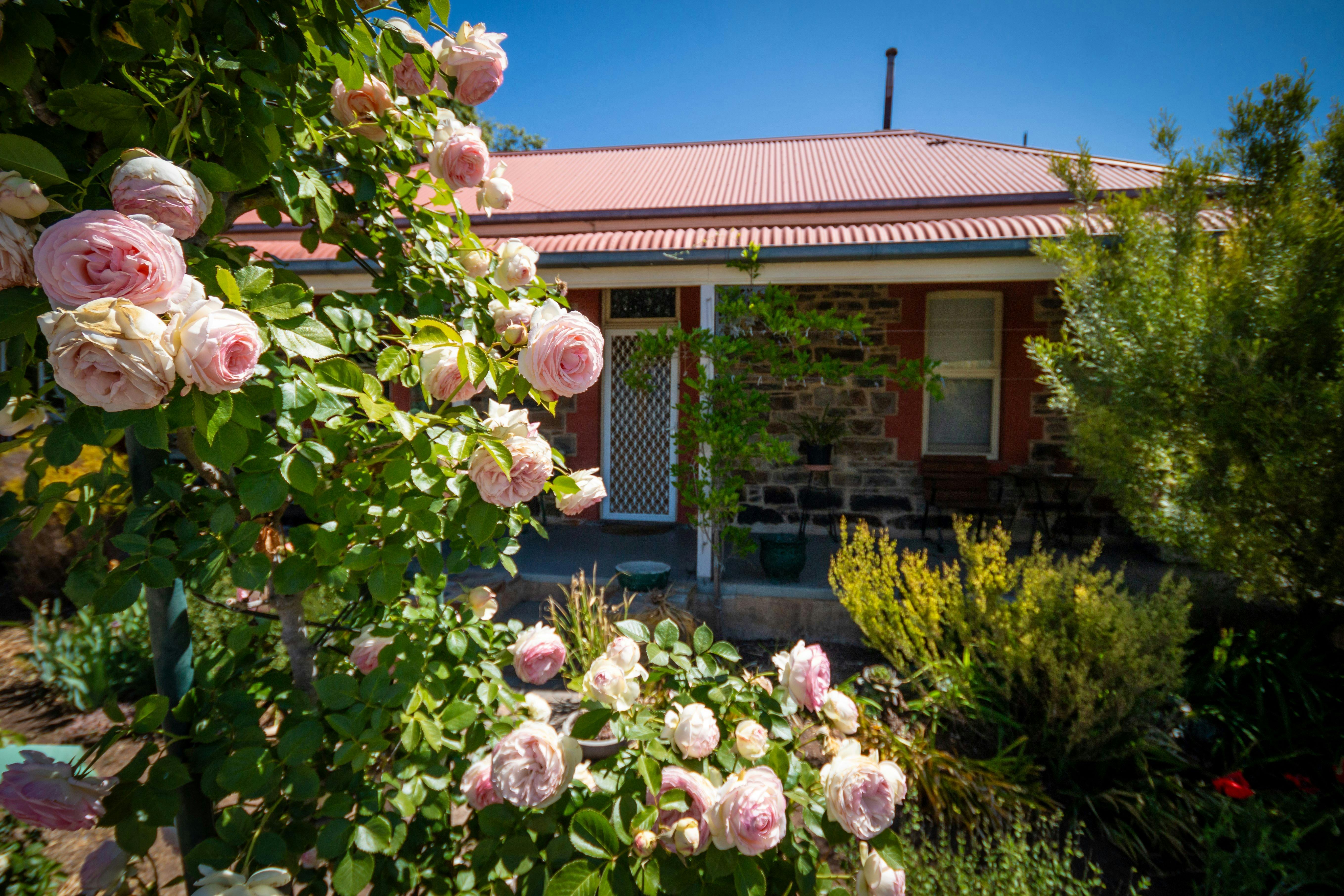 Garden filled with interesting and diverse plants with roses shining bright