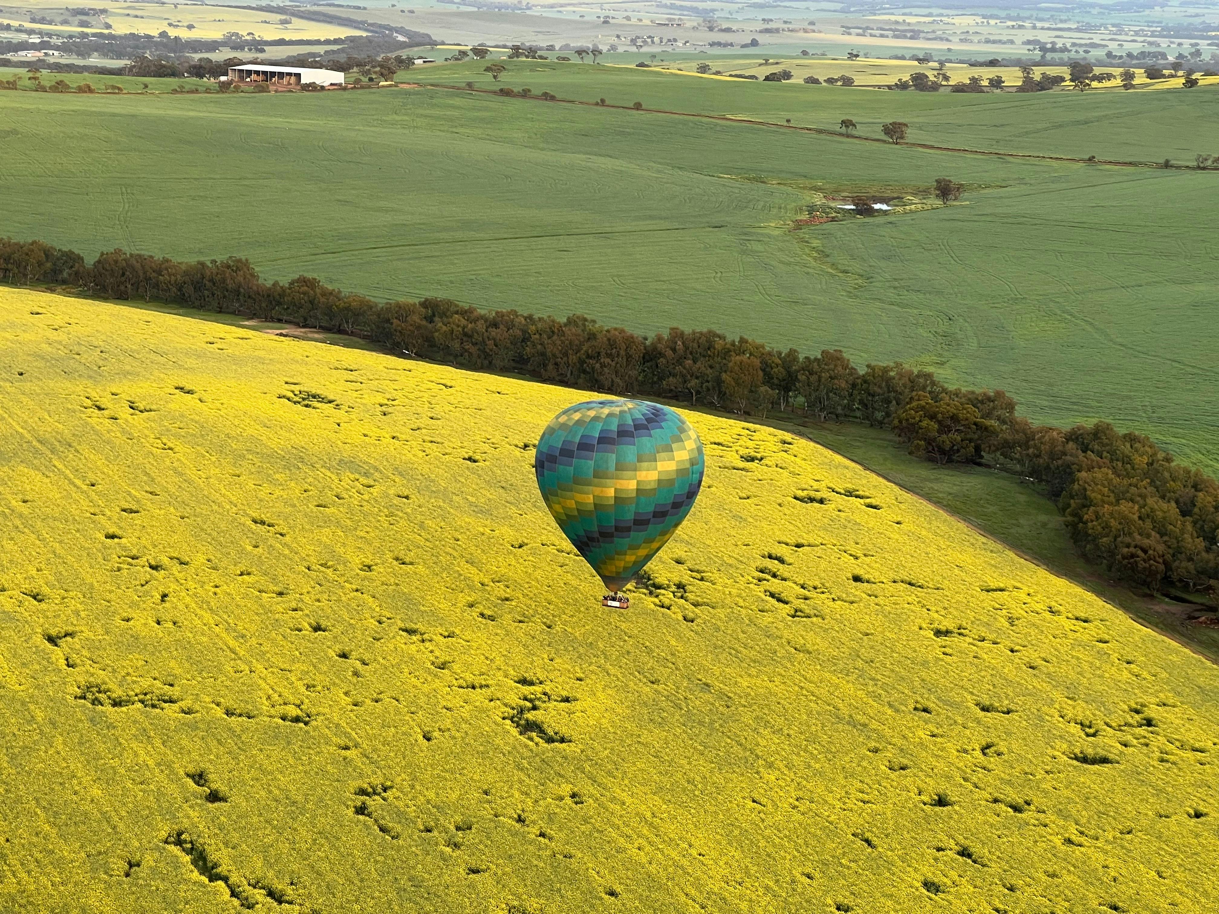 Hot air balloon flying over canola fields