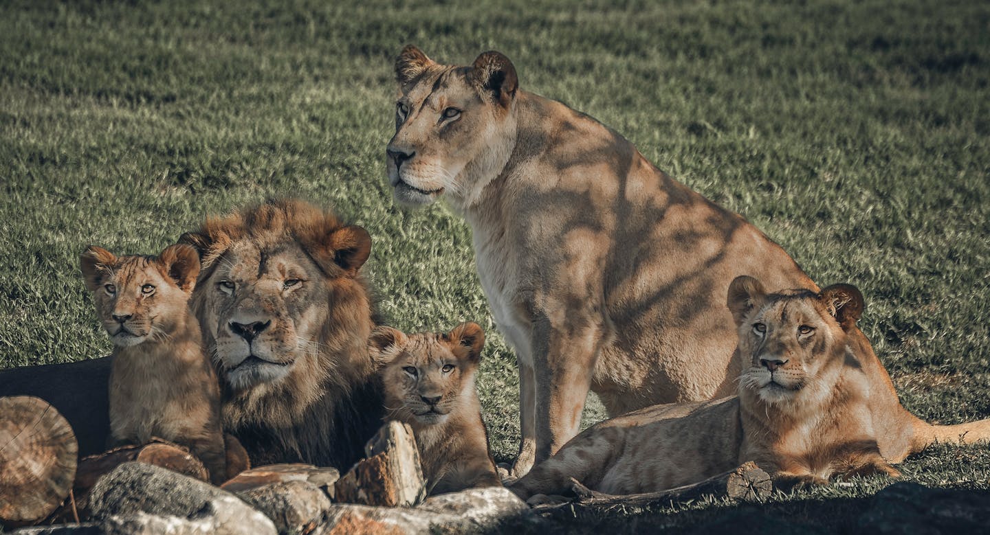 Lion Pride