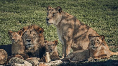 Lion Pride