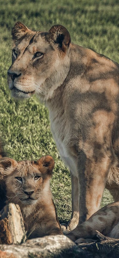 Lion Pride
