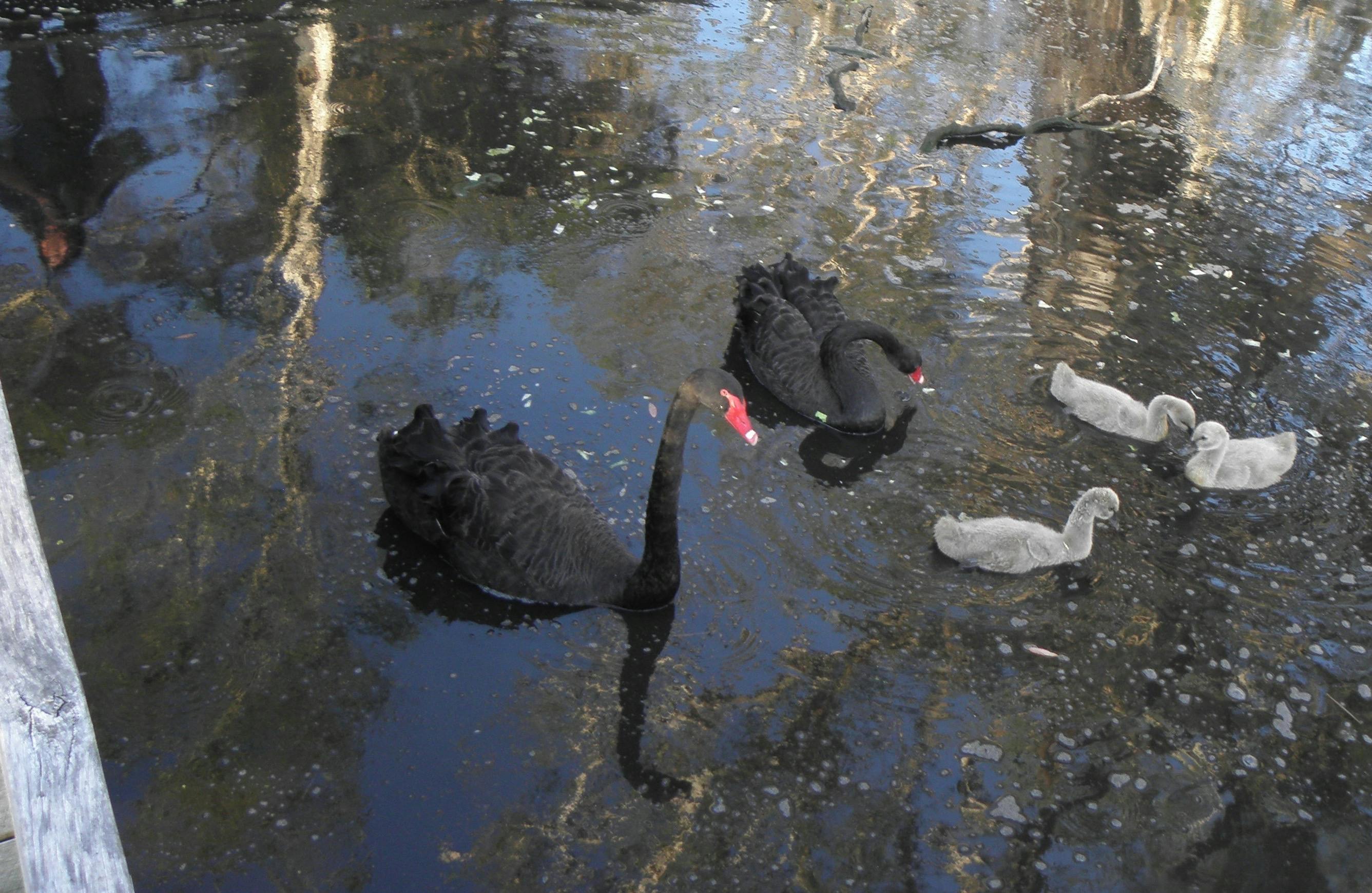 Black swans and cygnets at Eagleby