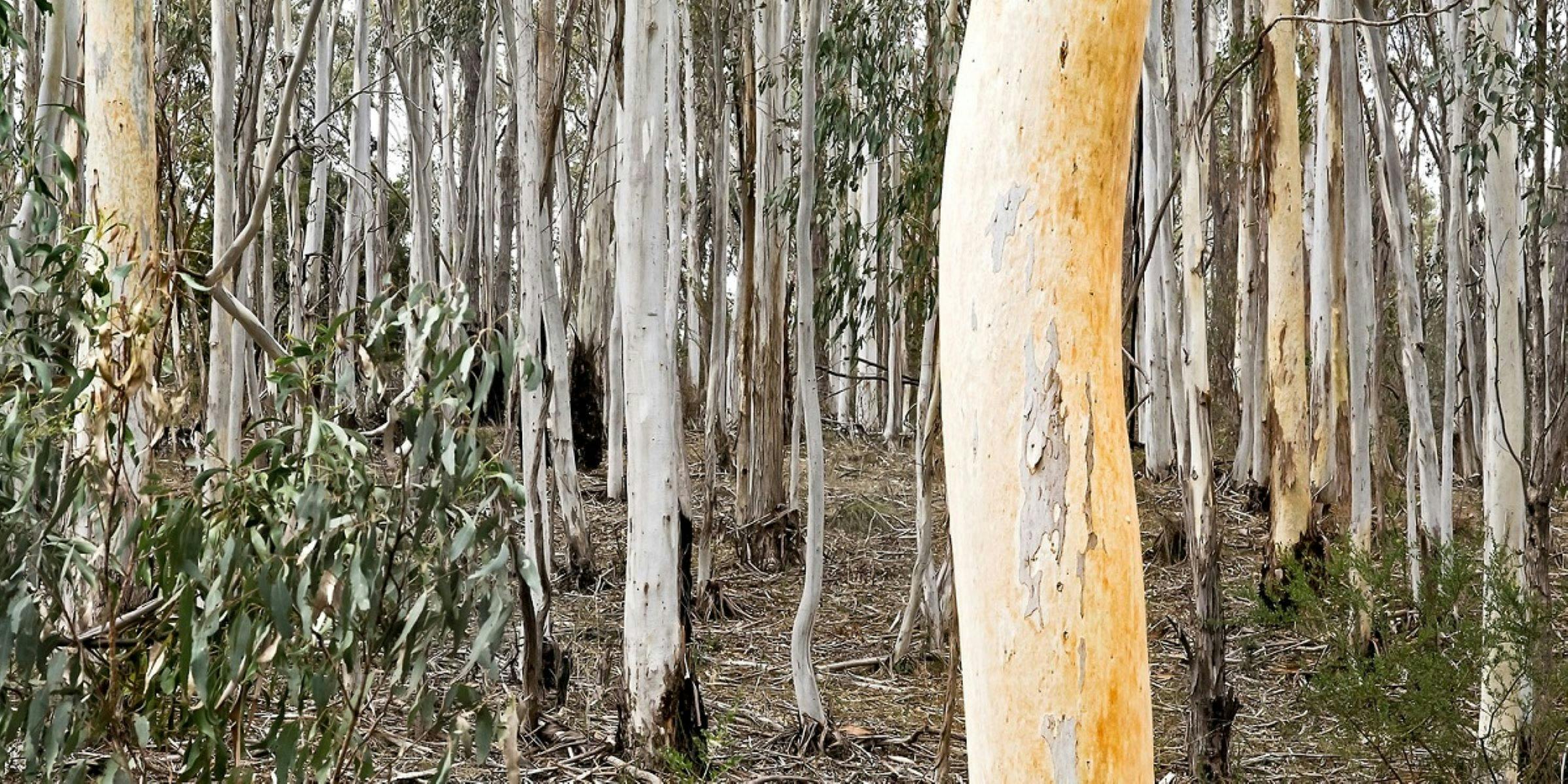 Sinclairs Gully Candlebark Forest