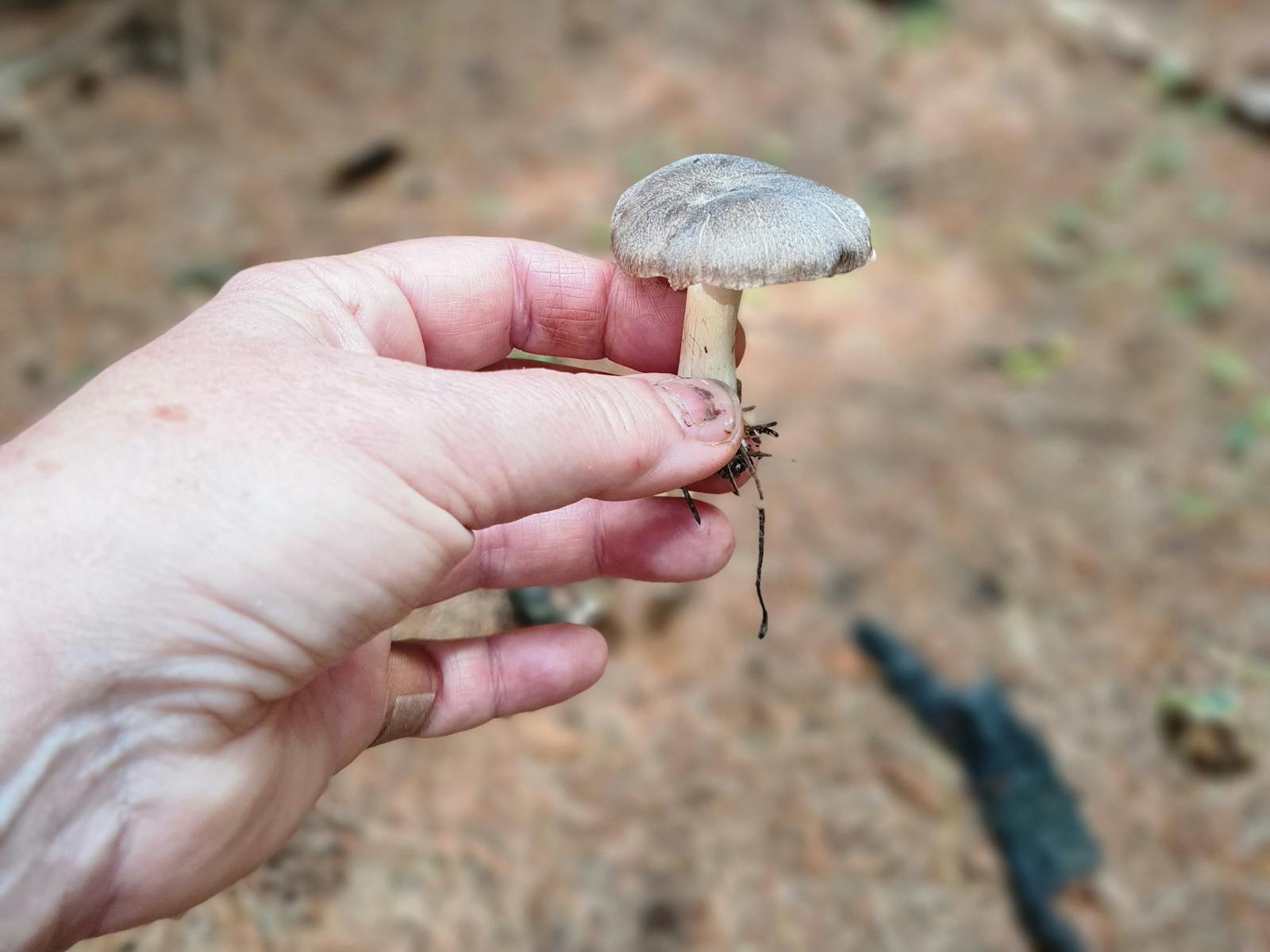 Image for Wild Mushroom Hunt Lidsdale Forest