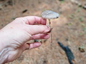 Wild Mushroom Hunt Lidsdale Forest Cover Image