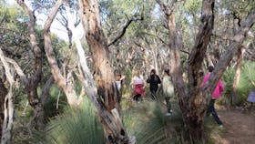 Surfcoast Trail - Ironbark