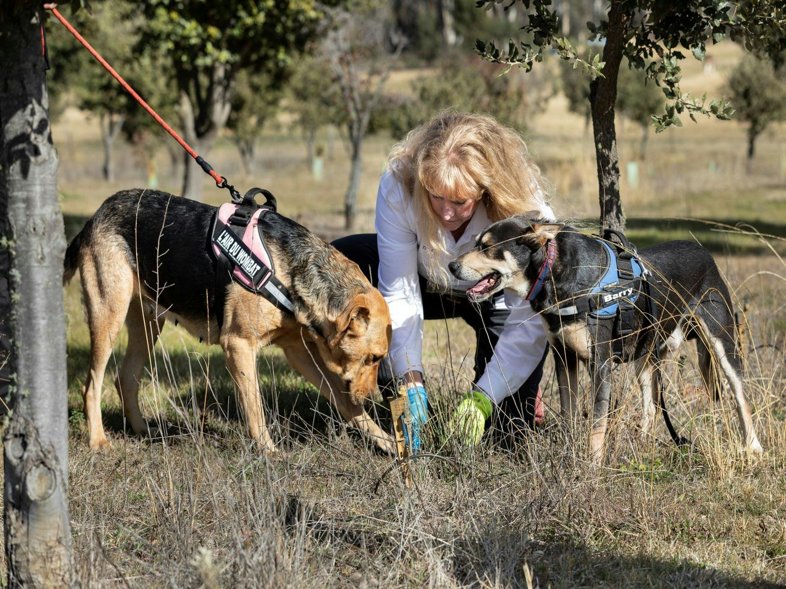 Barry & Roxy finding truffles