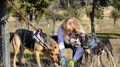 Barry & Roxy finding truffles