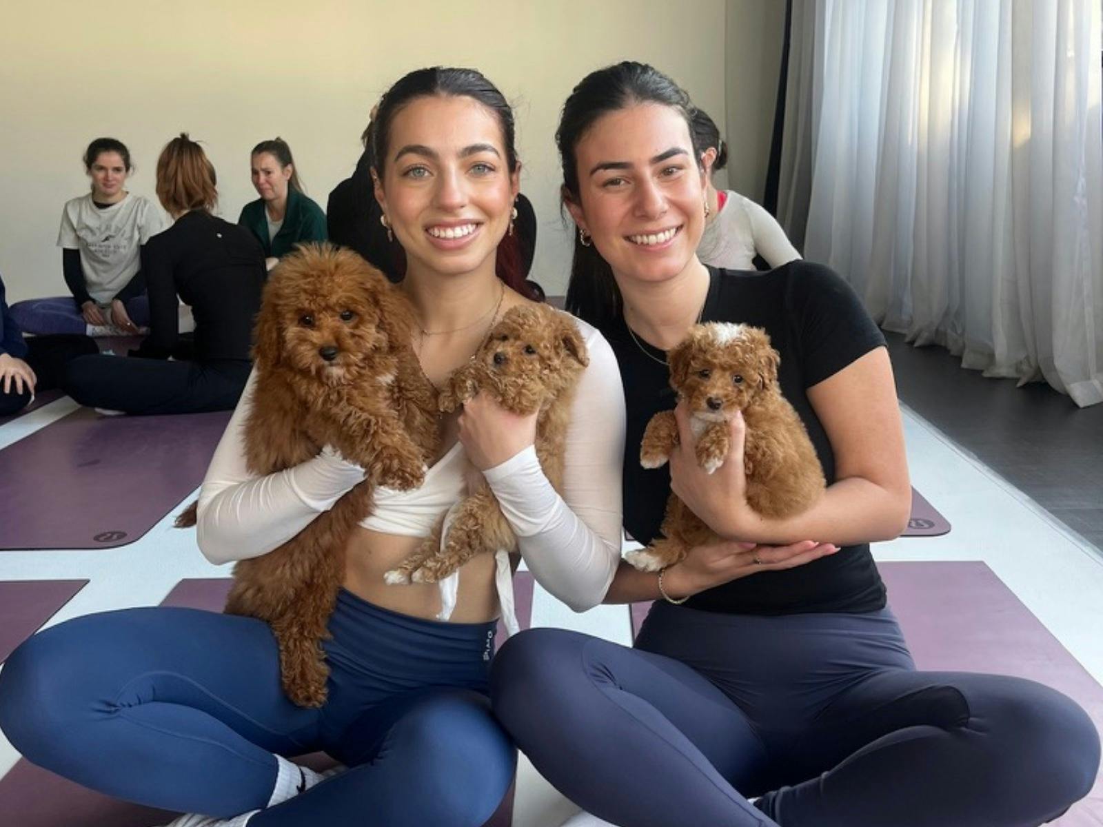 Cavoodles!