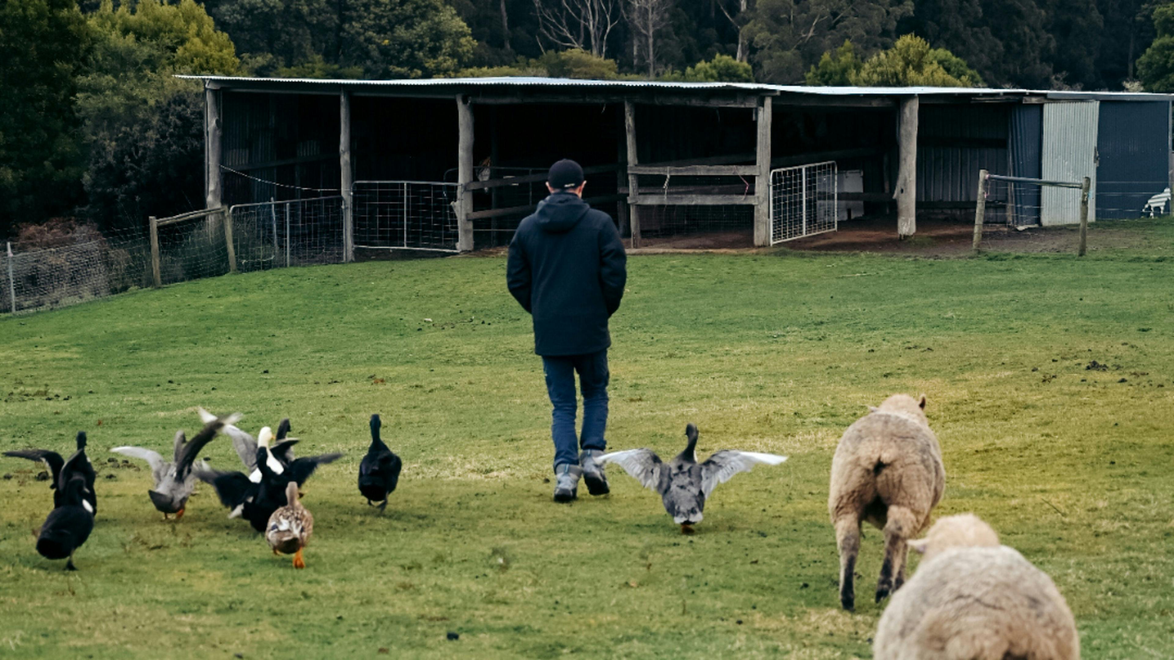 The resident pets 