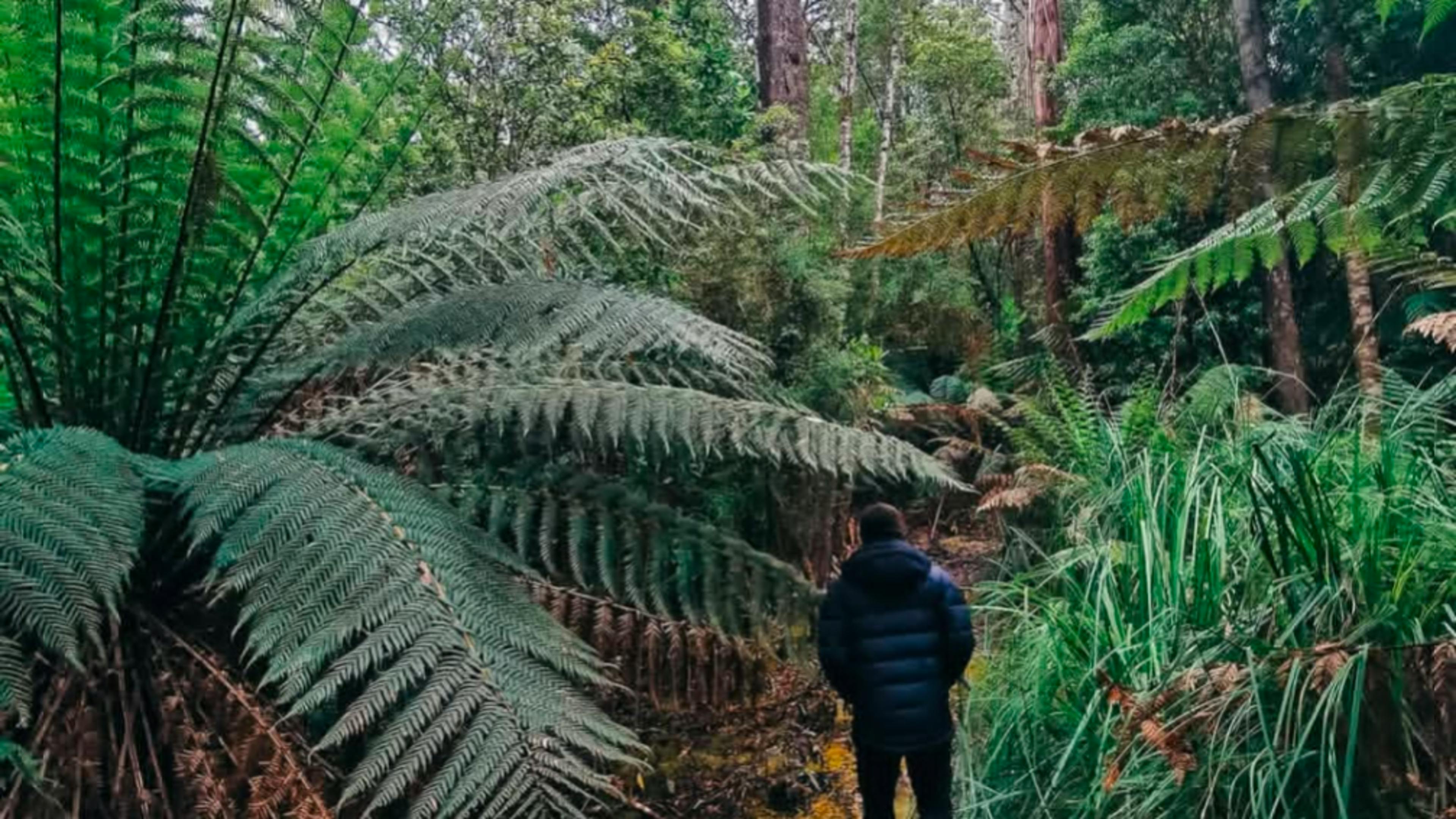 The Pepperberry bushwalk track